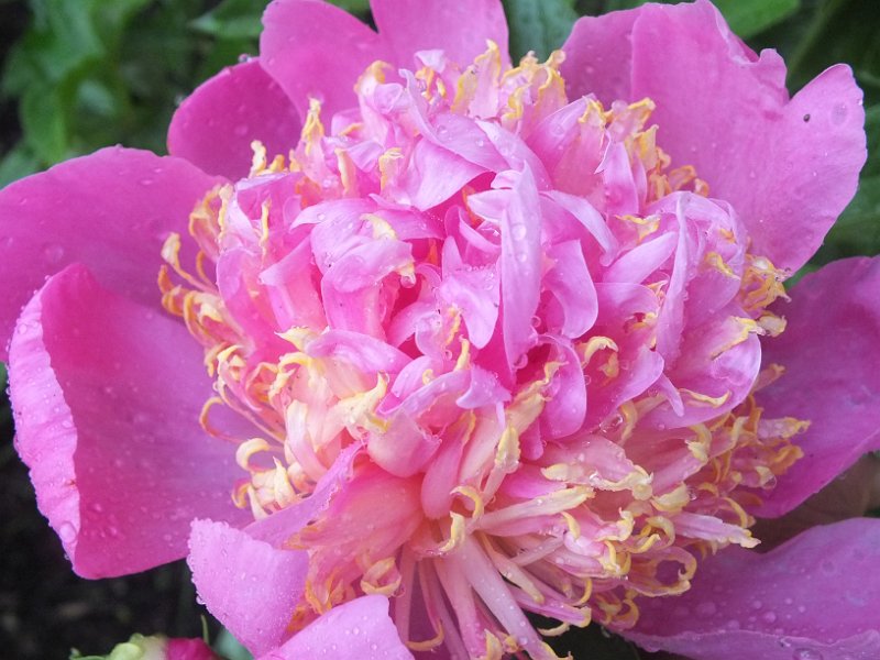 peony14 (19)